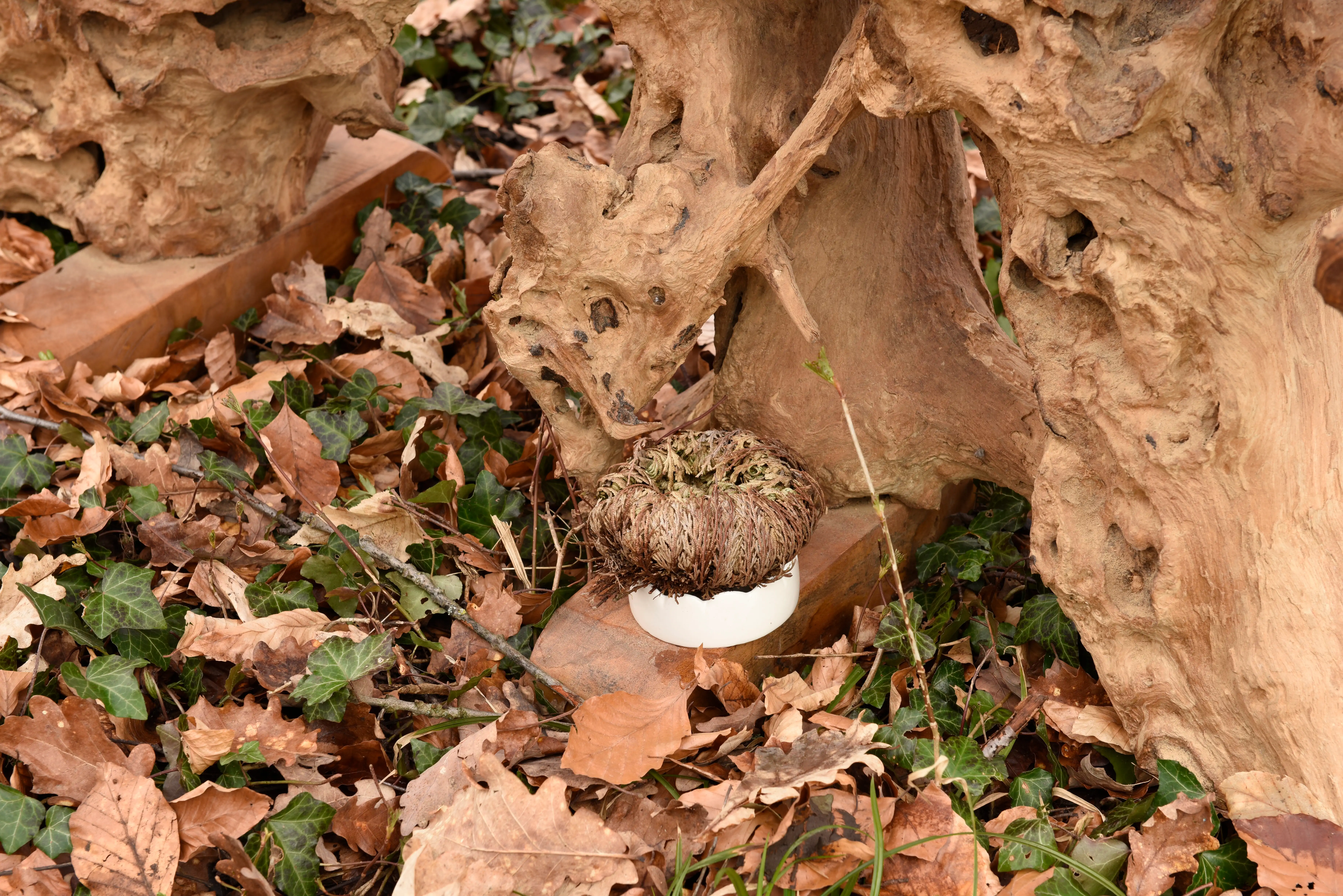 Jericho rose blowing on the legs of the root