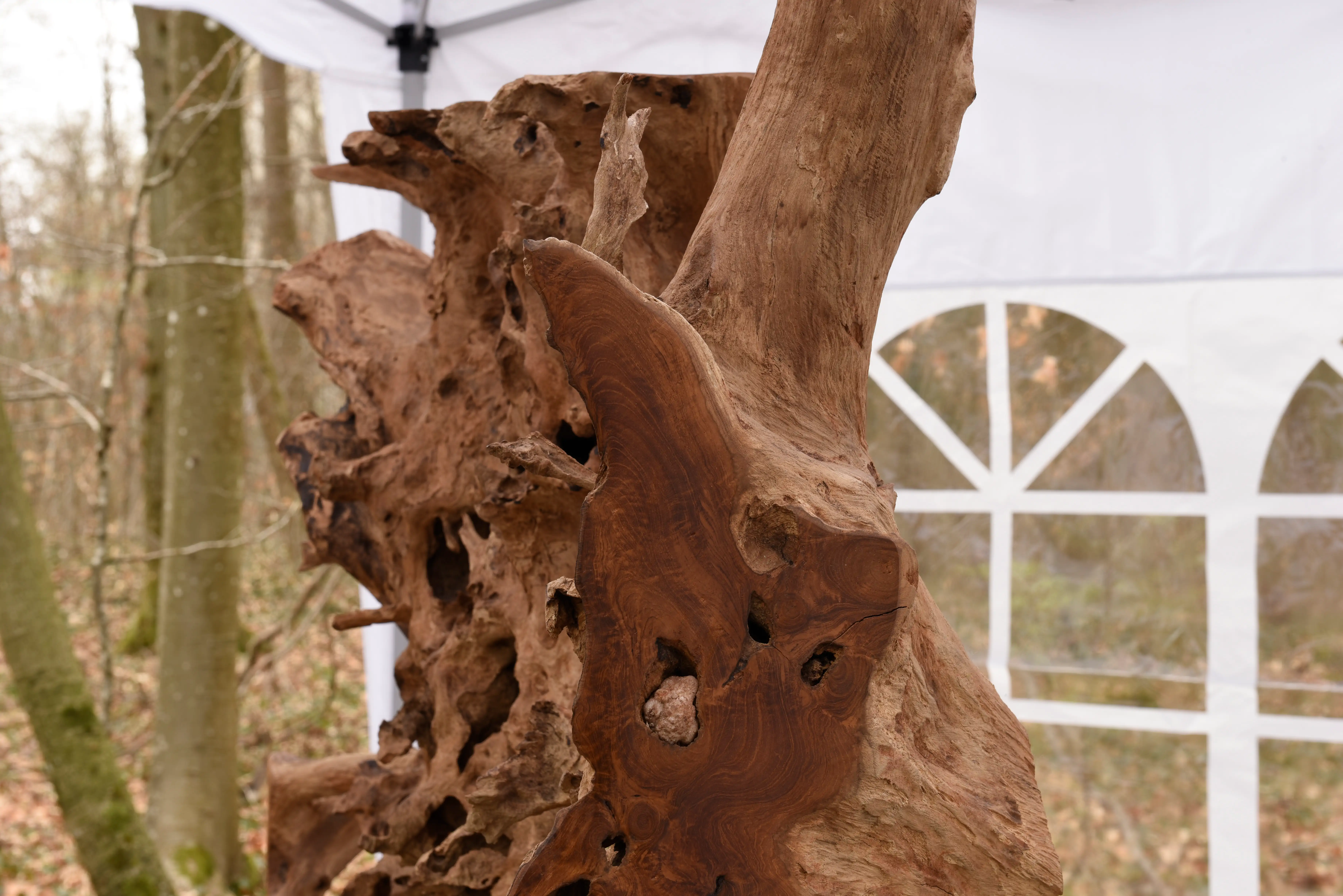 varnished sides of the root