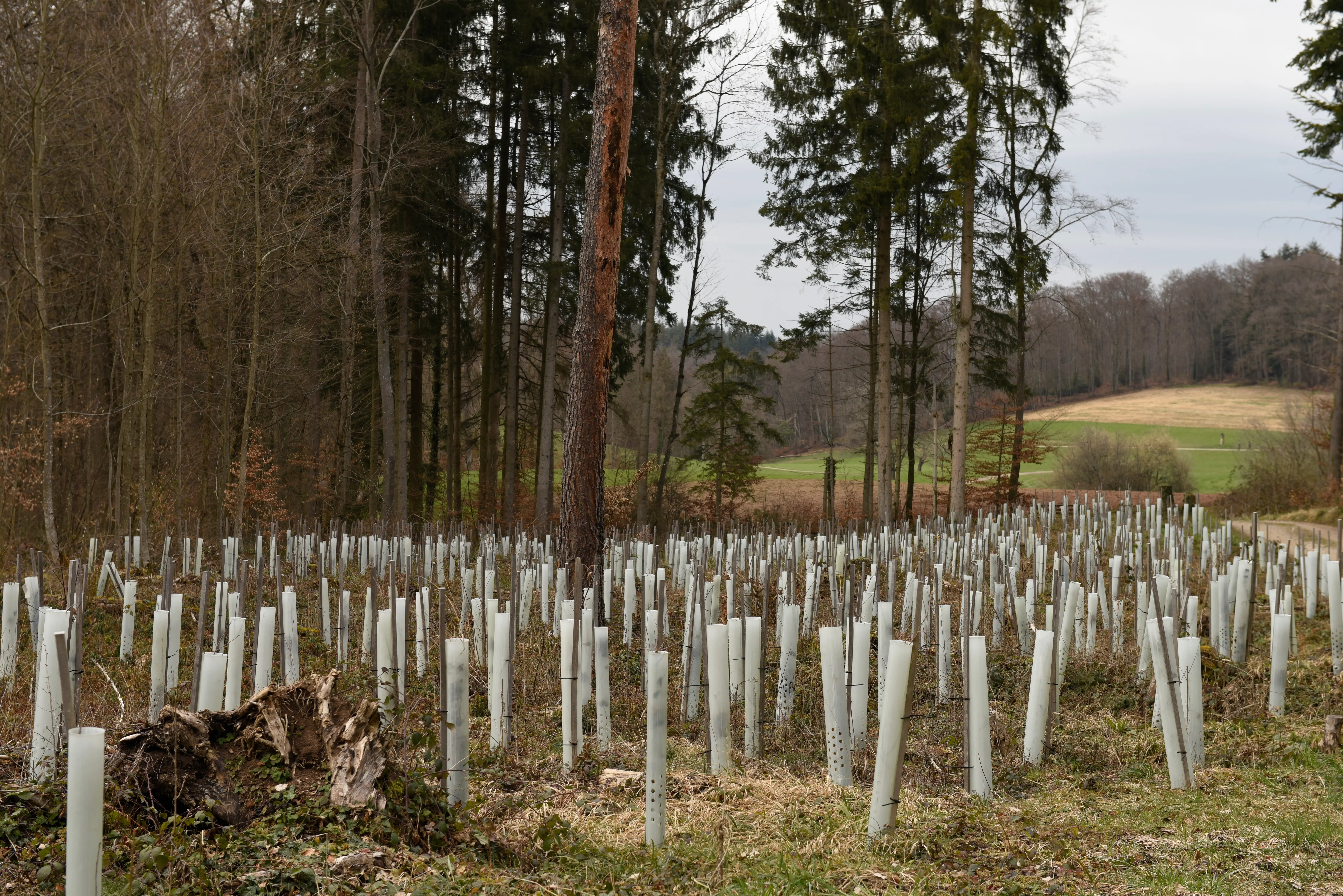 German tree plantation