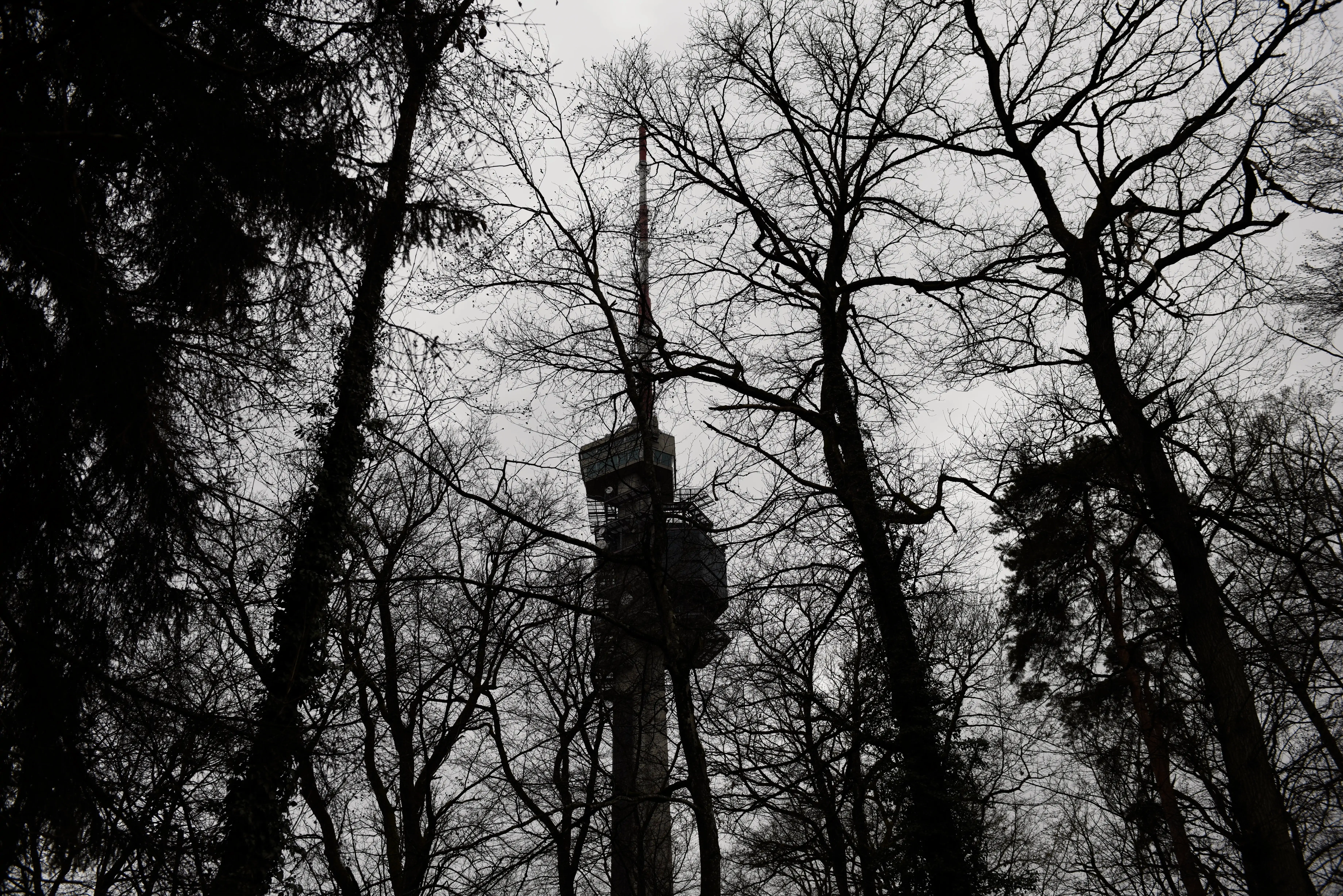 Profile of trees and tv tower